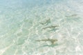Black tip reef shark in Maldives pristine water hunting in group Royalty Free Stock Photo