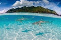 Black tip reef sharks in Moorea Tahiti French Polynesia Royalty Free Stock Photo