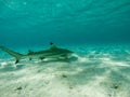 Black tip shark Royalty Free Stock Photo