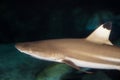 Black Tip Shark Royalty Free Stock Photo