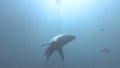 Black tip sharks swimming around bait