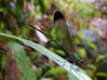 Black-tipped Flash wing Damselfly in Sinharaja forest area