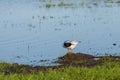 Common Tern Preening under Wing