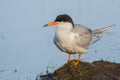 Close-up Portrait of Common Tern