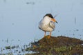 Close-up Profile of Common Tern