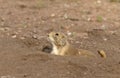 Black-tipped Prairie Dog on dirt