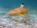 Black tipped reef shark Royalty Free Stock Photo