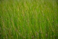 Black Tips of Green Grasses Royalty Free Stock Photo