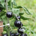 Black tomatoes on a branch in the garden. Indigo rose tomato