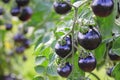 Black tomatoes on a branch in the garden. Indigo rose tomato