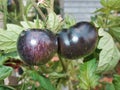 Black tomatoes on healthy plant Royalty Free Stock Photo