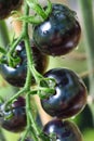 Black tomatoes of Indigo rose heirloom variety texture close up