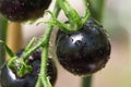 Black tomatoes of Indigo rose heirloom variety texture close up