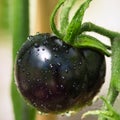 Black tomatoes of Indigo rose heirloom variety texture close up