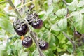 Black Tomatoes on the Vine