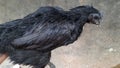 Black tongue cemani chiken broodstock