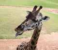Black tongue of giraffe Royalty Free Stock Photo