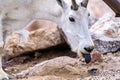 Black tongue of a mountain goat, licking salt off the ground. Taken on Mt. Evans Colorado