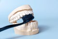 A black toothbrush is resting on a model of human teeth Royalty Free Stock Photo