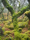 Black-a-Tor Copse oak woodland with green lichens and mosses, Dartmoor National Park, Devon, UK Royalty Free Stock Photo