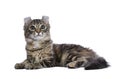 Black tortie tabby American Curl cat Royalty Free Stock Photo