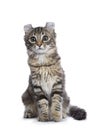 Black tortie tabby American Curl cat Royalty Free Stock Photo