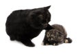 Black and Black Tortoise-shell British Shorthair Domestic Cat, Mother and Kitten against White Background, Submission Posture