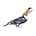 Black Toucan watercolor illustration isolated on white background.