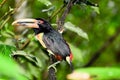 Toucan in the Mindo region of Ecuador