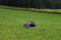 Black toy car on a green grass with a beautiful background. Royalty Free Stock Photo