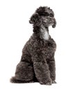 Black toy poodle Royalty Free Stock Photo