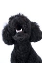 Black Toy poodle