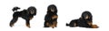 Black Toy Poodle dog isolate collage on white background Royalty Free Stock Photo