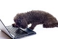 Black toy poodle isolated Royalty Free Stock Photo