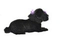 Black Toy Poodle Isolated Royalty Free Stock Photo