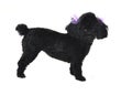 Black Toy Poodle Isolated Royalty Free Stock Photo
