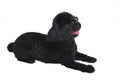 Black Toy Poodle Isolated Royalty Free Stock Photo