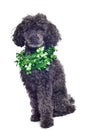 Black toy poodle isolated Royalty Free Stock Photo