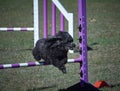 Black toy poodle  jumps over agility trial hurdle.  All legs off the ground Royalty Free Stock Photo