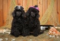 Black toy poodle puppies, on wooden background Royalty Free Stock Photo