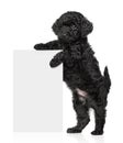 Black Toy poodle puppy hold a banner Royalty Free Stock Photo