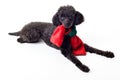 Black toy poodle with red and green scarf isolated