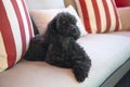 Black Toy Poodle tired sleeps on a sofa