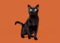 Black traditional bombay cat Royalty Free Stock Photo