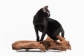 Black traditional bombay cat on white background