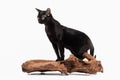 Black traditional bombay cat on white