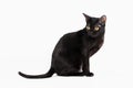 Black traditional bombay cat on white background