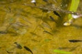 Black and Transparent Small Fish