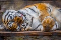 A black transverse stripes Siberian Tiger in Jacksonville, Florida Royalty Free Stock Photo