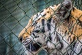 A black transverse stripes Siberian Tiger in Jacksonville, Florida Royalty Free Stock Photo